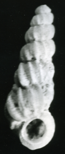 Opalia abbotti